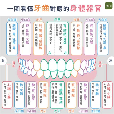 牙齒經絡圖